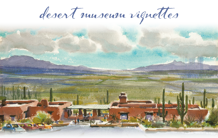 Desert Museum Vignettes