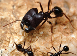 Big-headed ants