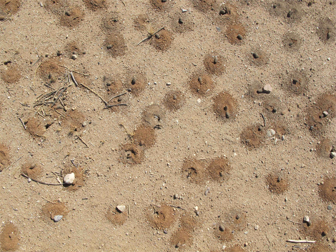Nest holes on the ground