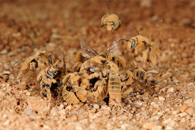 Bees congregating around a nest in ground