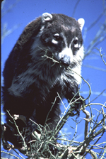 Coati in tree