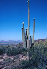 Saguaro Cactus