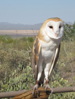 Barn Owl on fence