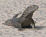 Iguana