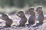 Row of prairie dog pups