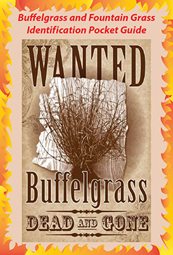 Cover of Identification Guide