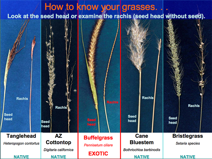 Comparison of different grasses