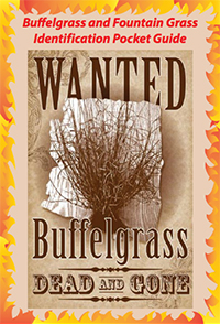 Buffelgrass Identification Guide Cover