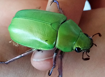 Bright Green Beetle