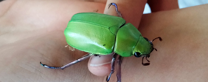 Bright Green Beetle
