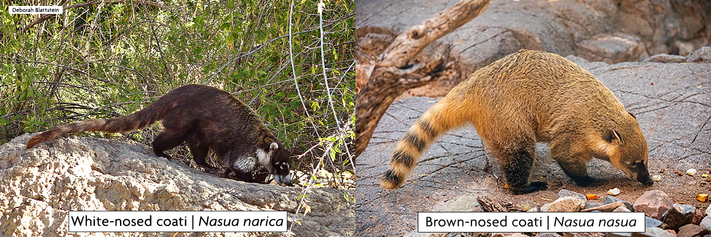 A dark-coated coati on the left, a light brown coati on the right