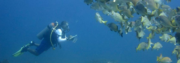 Diver and Fish