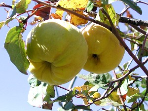 Pomi fructiferi nativi din arcadia