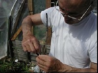 Volunteer Grafting Apples, DSN