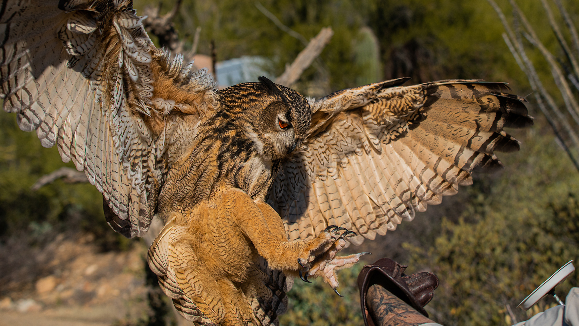 Arizona-sonora Desert Museum Directory