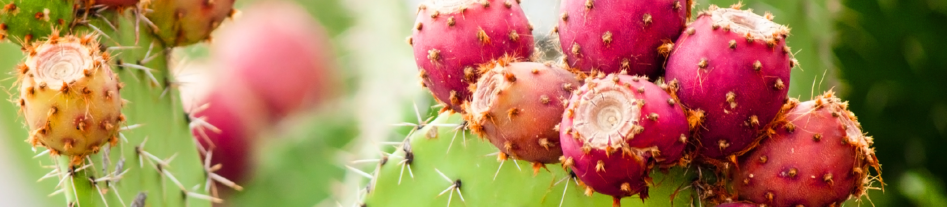 Saguaro Cactus Growth Rate Chart