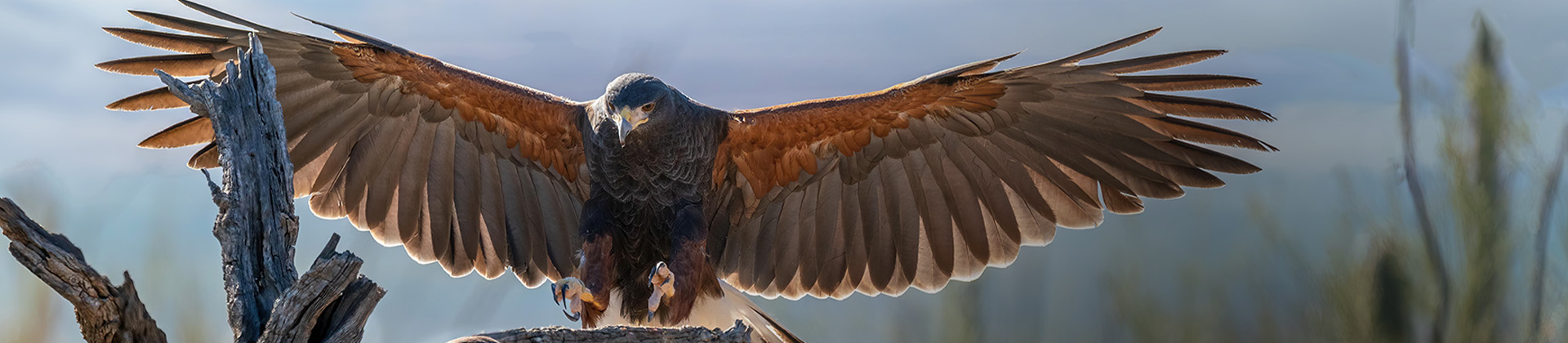 Seven Facts about birds of prey-Buffalo Bill Center of the West