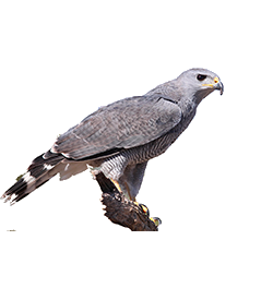 Ferruginous Hawk