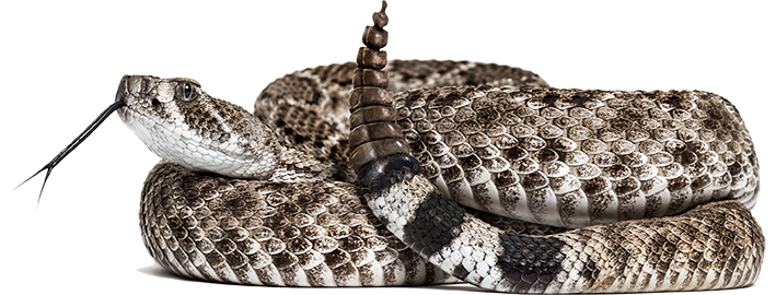 Coiled Rattlesnake