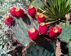 Prickly Pear