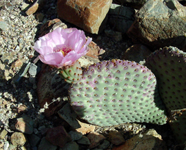 Cactus queue de castor