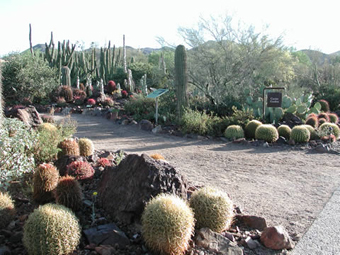 Vue de l'entrée du jardin des cactus