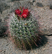 Cactus en forme de tonneau en forme de crochet