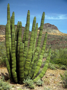 Organpipe-Kaktus