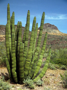 Cactus en tuyau d'orgue