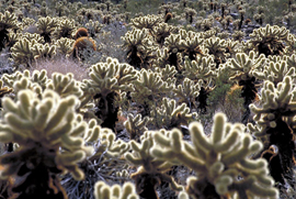 Cholla dell'orso Teddy