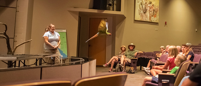 Parrot flying in theater aisle