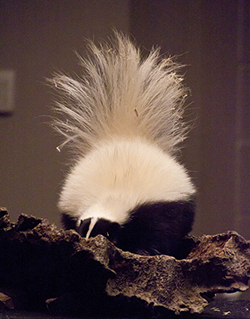 Skunk in log