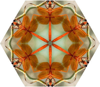 Dragonfly in a kaleidoscope