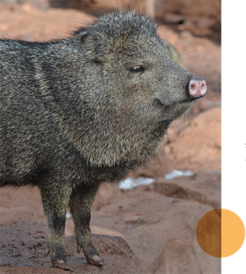 Photo of javelina