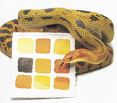 Snake next to orange paint palette