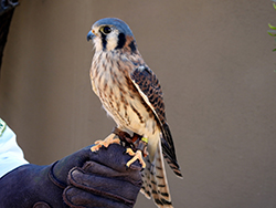 Photo of small raptor on glove