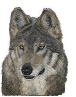 Photo of wolf art