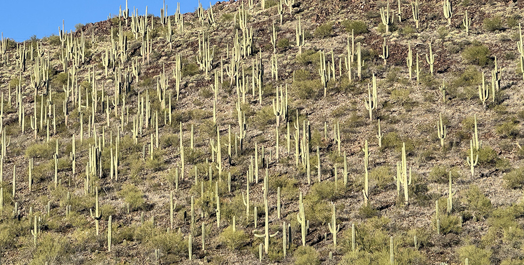 Saguaros on the side of A Mtn (Sentinal Peak)