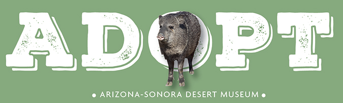 Javelina Adoption Center