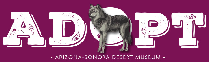 Mexican Gray Wolf Adoption Center