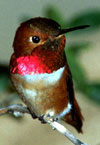 Rufous Hummingbird