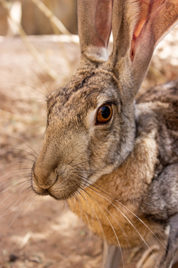 Picture of the new Jackrabbit