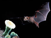 Night photo of bat about to feed on saguaro flower - by M. Tuttle