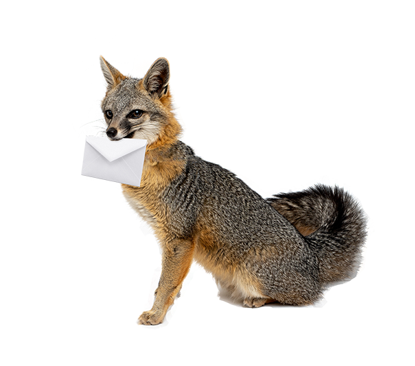 Fox with envelope in its mouth