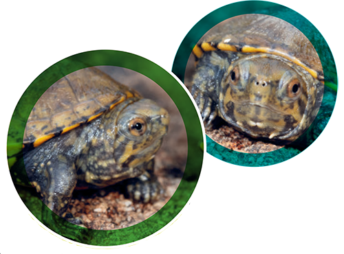 Two circular photos of the Sonoyta mud turtle