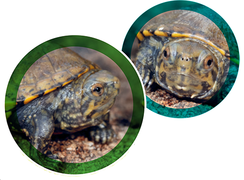 Two circular photos of the Sonoyta mud turtle