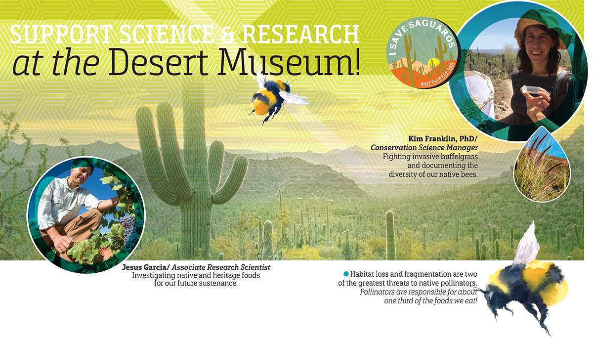 Support Science and Research at the Desert Museum! Kim Franklin, PhD, Conservation Science Manager, is shown fighting invasive buffelgrass and documenting the diversity of our native bees. Jesus Garcia, Associate Research Scientist, is shown investigating native and heritage foods for our future sustenance. A bee is shown with the caption: Habitat loss and fragmentation are two of the greatest threats to native pollinators. Pollinators are responsible for about one third of the foods we eat! A saguaro-studded background ties the three profiles together.