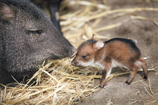 Adult and baby javelina