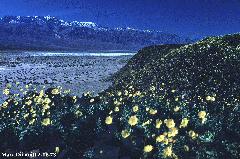 Death Valley flowers & snow - BIG FILE