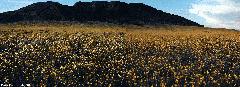 Sunflower panorama